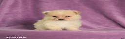 Pomeranian dogs for sale: Charlie - Ad 5