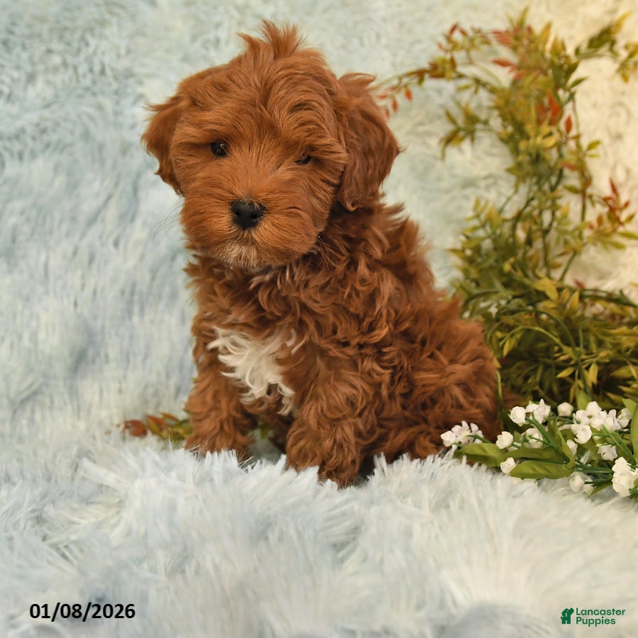 Cockapoo dogs for sale: Bubba - Ad 4