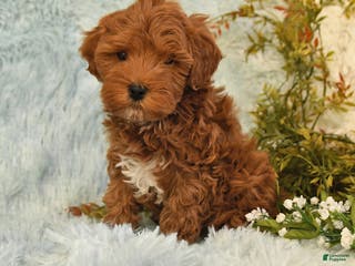 Cockapoo dogs for sale: Bubba - Ad 4