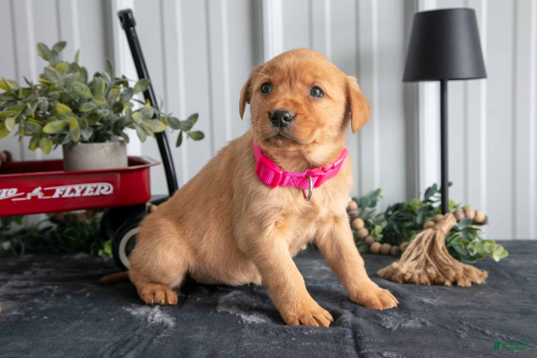 Goldador dogs Piper - Ad 23