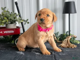 Goldador dogs Piper - Ad 5