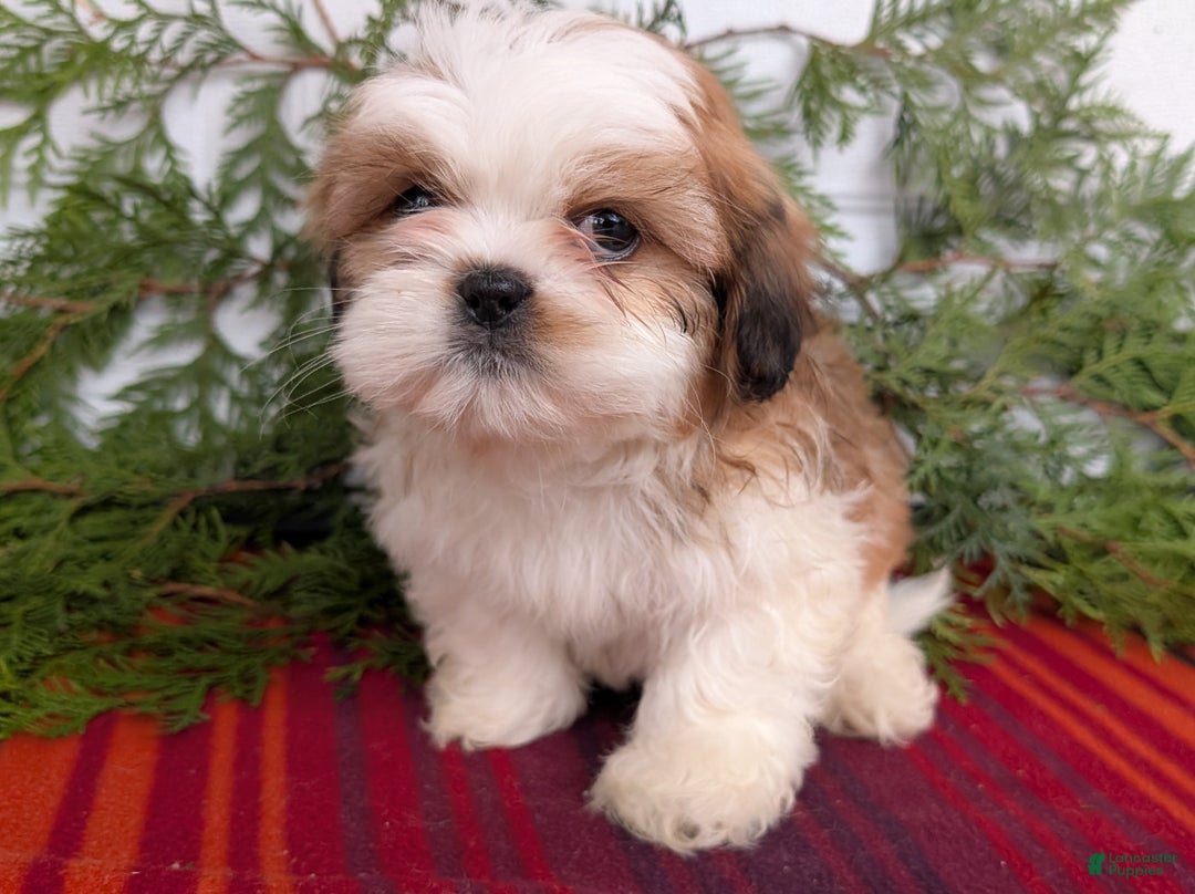 Shih Tzu dogs for sale: Bear - Ad 3