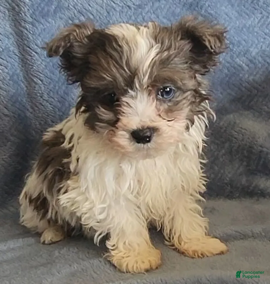 Shihpoo dogs for sale: Alex - Ad 1
