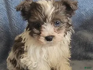 Shihpoo dogs Alex - Ad 25