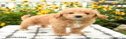 Bichpoo dogs for sale: Archie - Ad 5