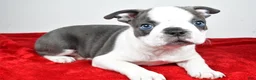 Boston Terrier dogs for sale: Shane  - Ad 9