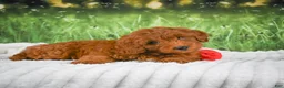 Mini Goldendoodle dogs for sale: Cooper - Ad 10