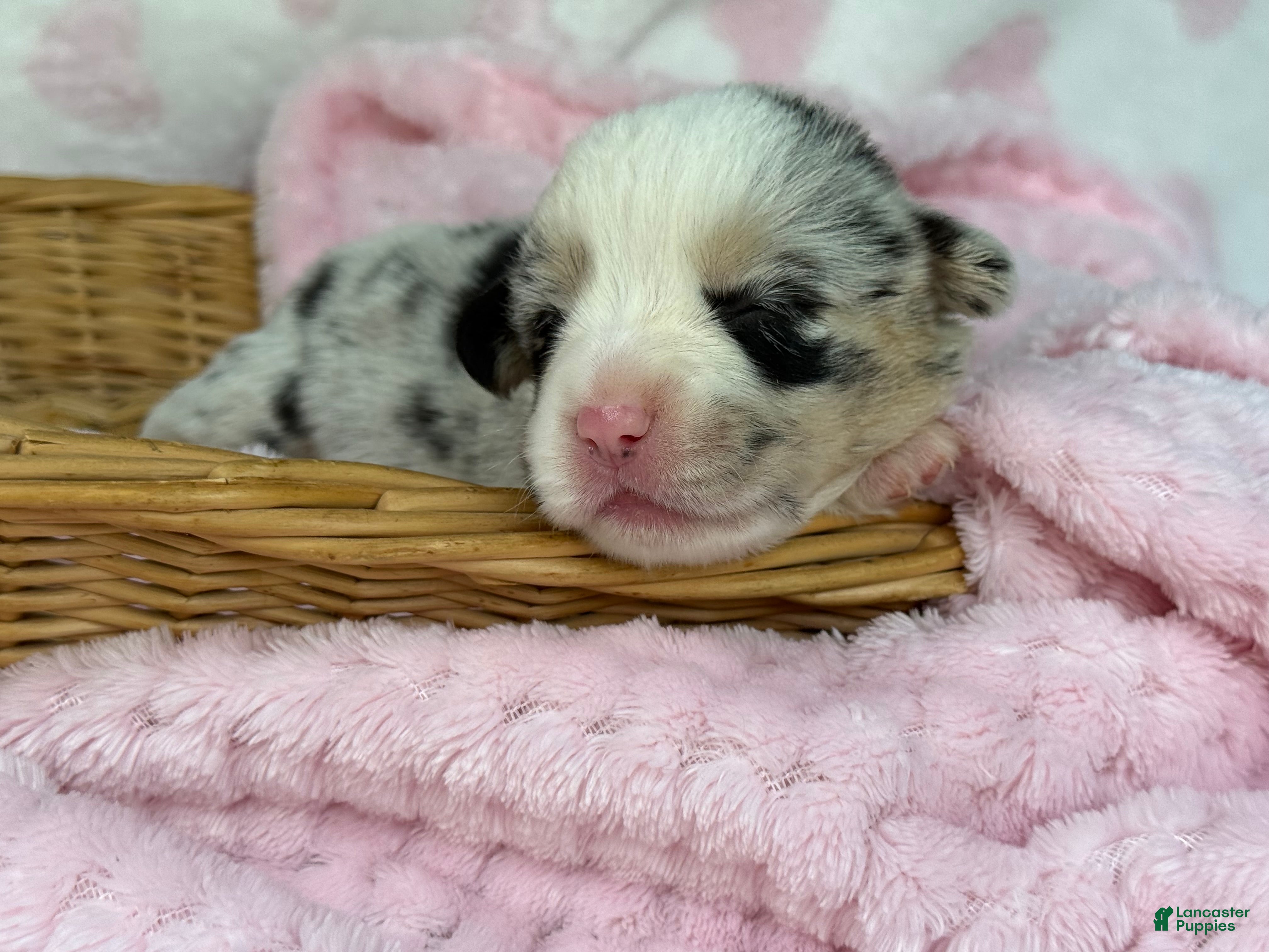Mixed Breed dogs Merle  - Ad 28