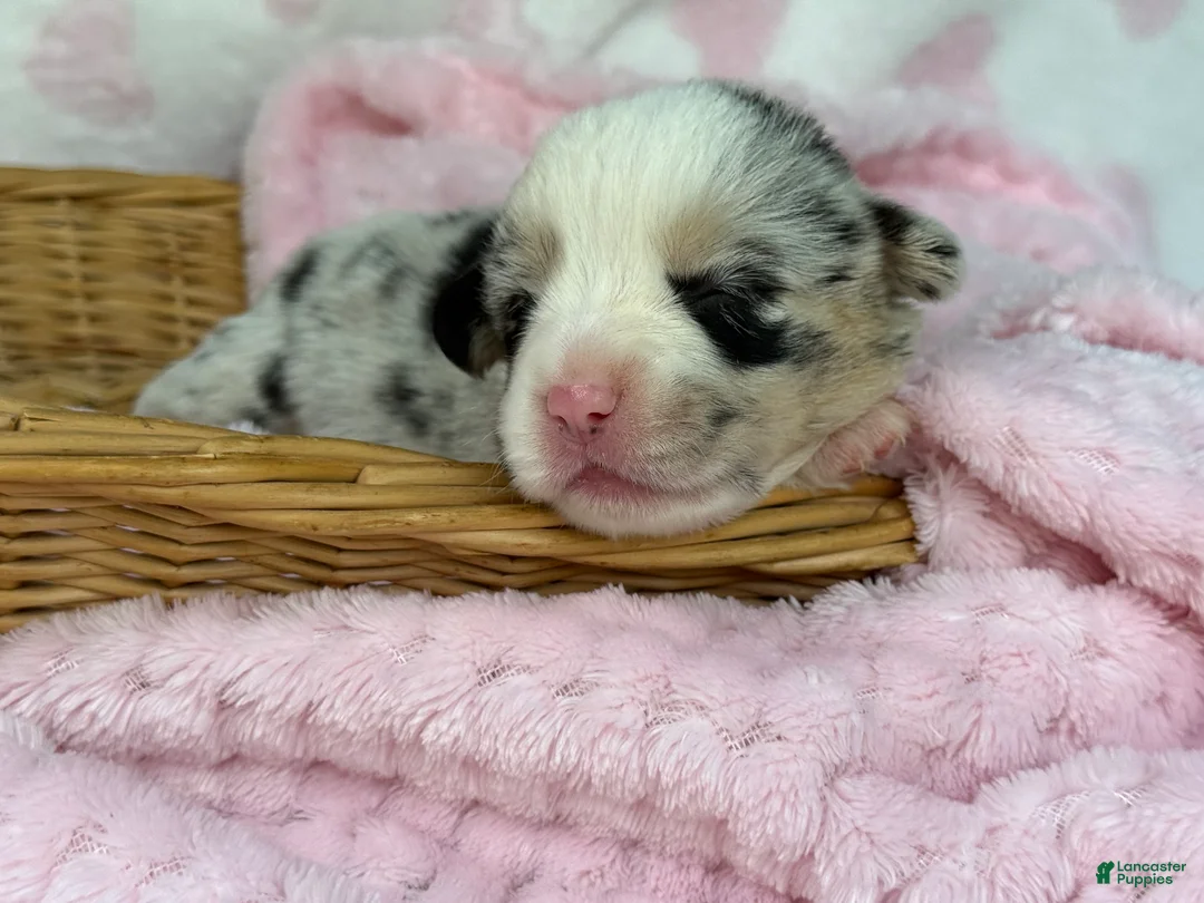 Mixed Breed dogs for sale: Merle  - Ad 1