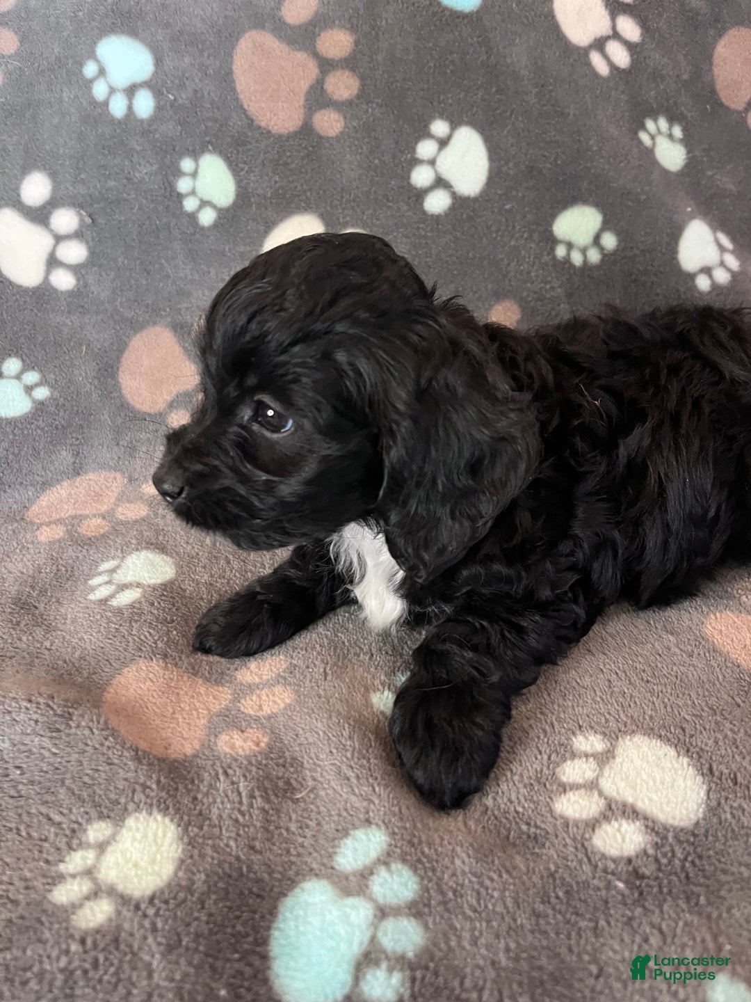 Cockapoo dogs for sale: Cockapoo Puppy 1 - Ad 1