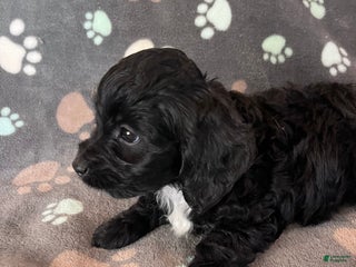 Cockapoo dogs Cockapoo Puppy 1 - Ad 19