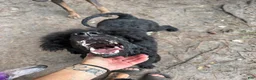 Standard Poodle dogs for sale: Standard Poodle 2 - Ad 2