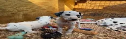 Dalmatian dogs for sale: Male 3 - Ad 5