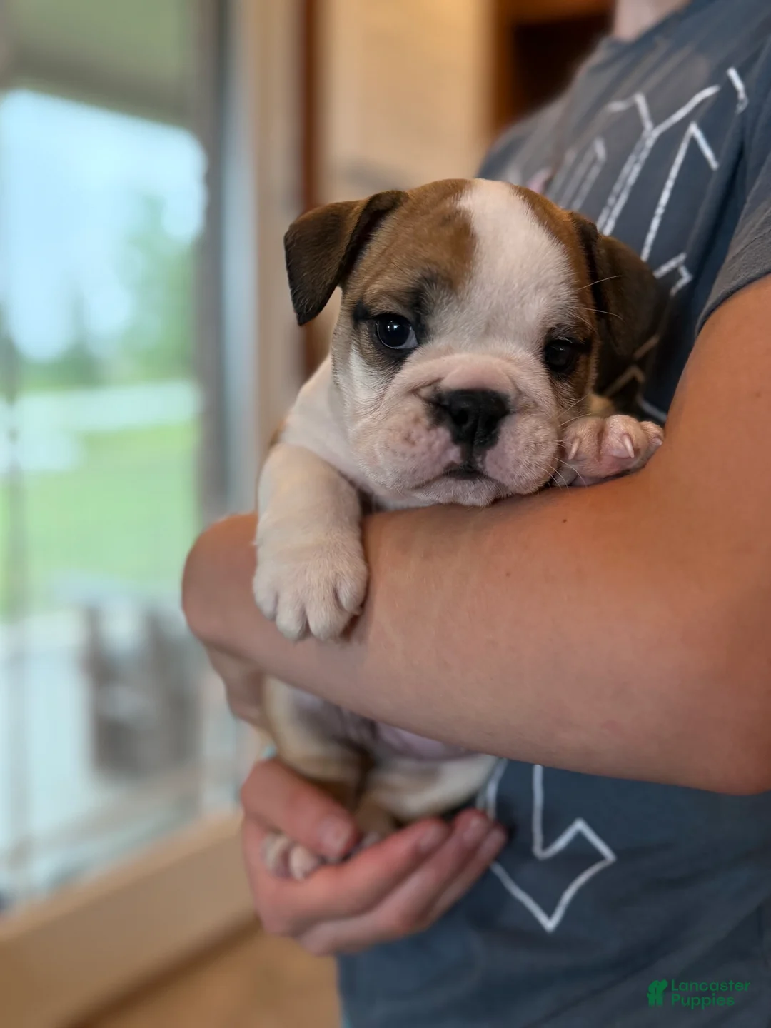 English Bulldog dogs for sale: Henry - Ad 1