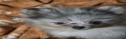 Pomeranian dogs for sale: Aca sky  - Ad 5