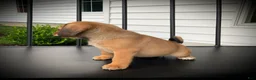Puggle dogs for sale: Stella  - Ad 3
