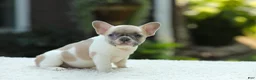French Bulldog dogs for sale: Jade - Ad 3