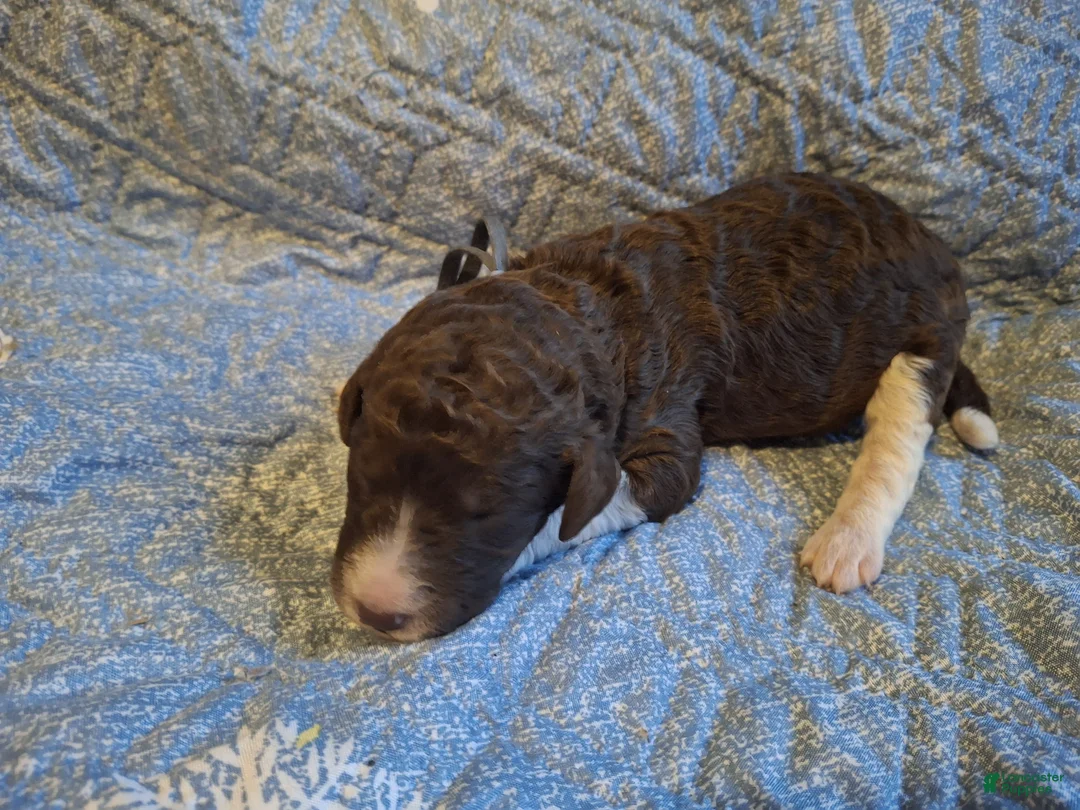 Labradoodle dogs for sale: *REDUCED* Gomphrena  - Ad 7