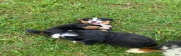 Bernese Mountain Dog dogs for sale: Blue collar- Bocephus - Ad 5