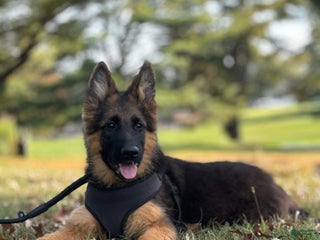 German Shepherd dogs - Ad 11