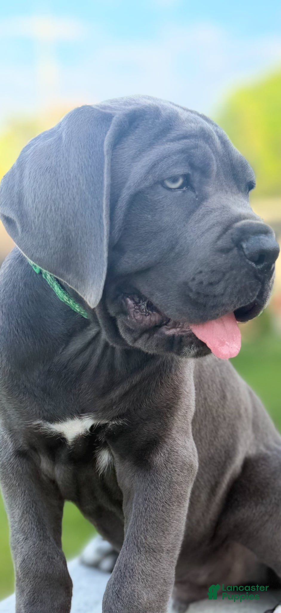 Cane Corso dogs Cane Corso Puppy 1 - Ad 21