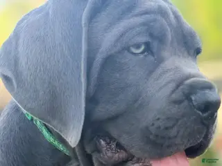 Cane Corso dogs Cane Corso Puppy 1 - Ad 11