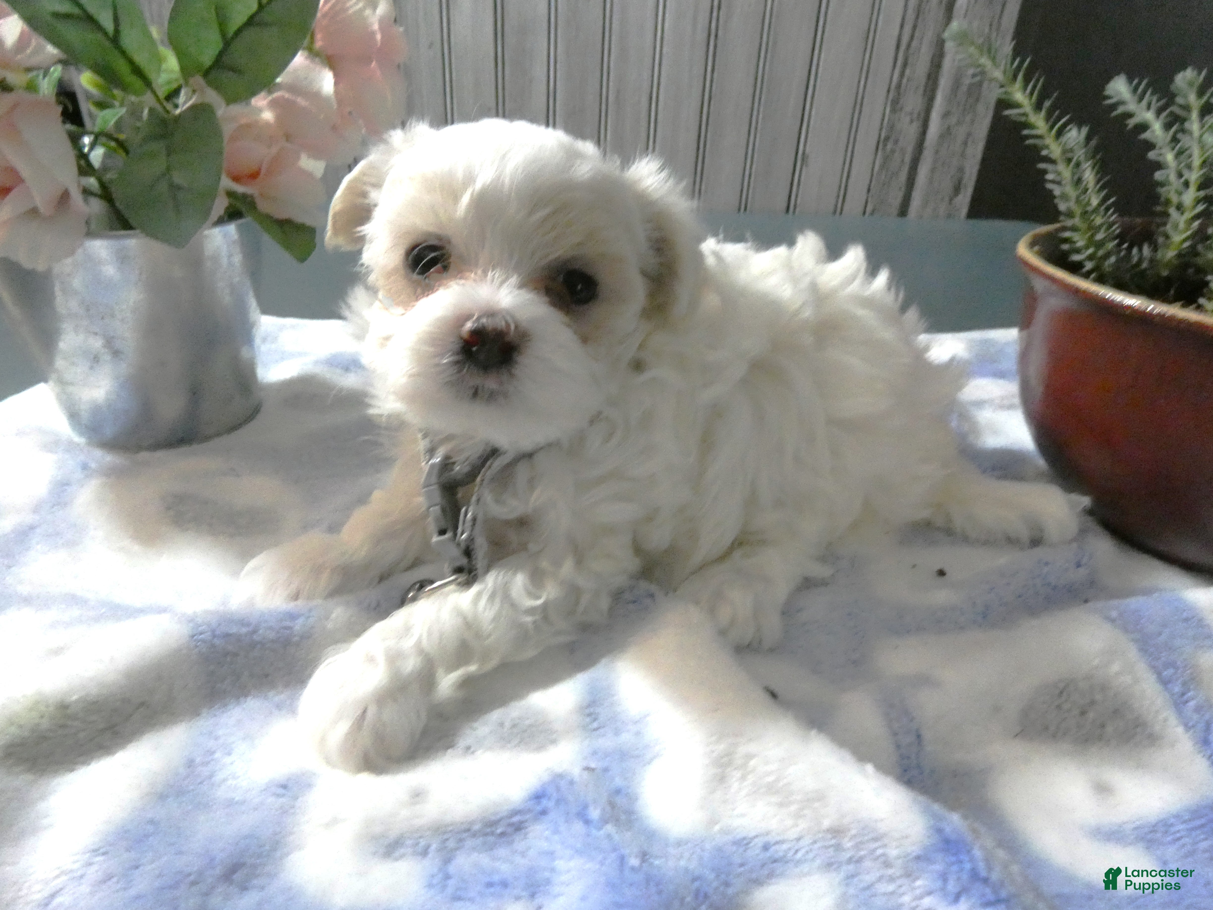 Maltipoo dogs Maltipoo Puppy 2 Blue Boy - Ad 5