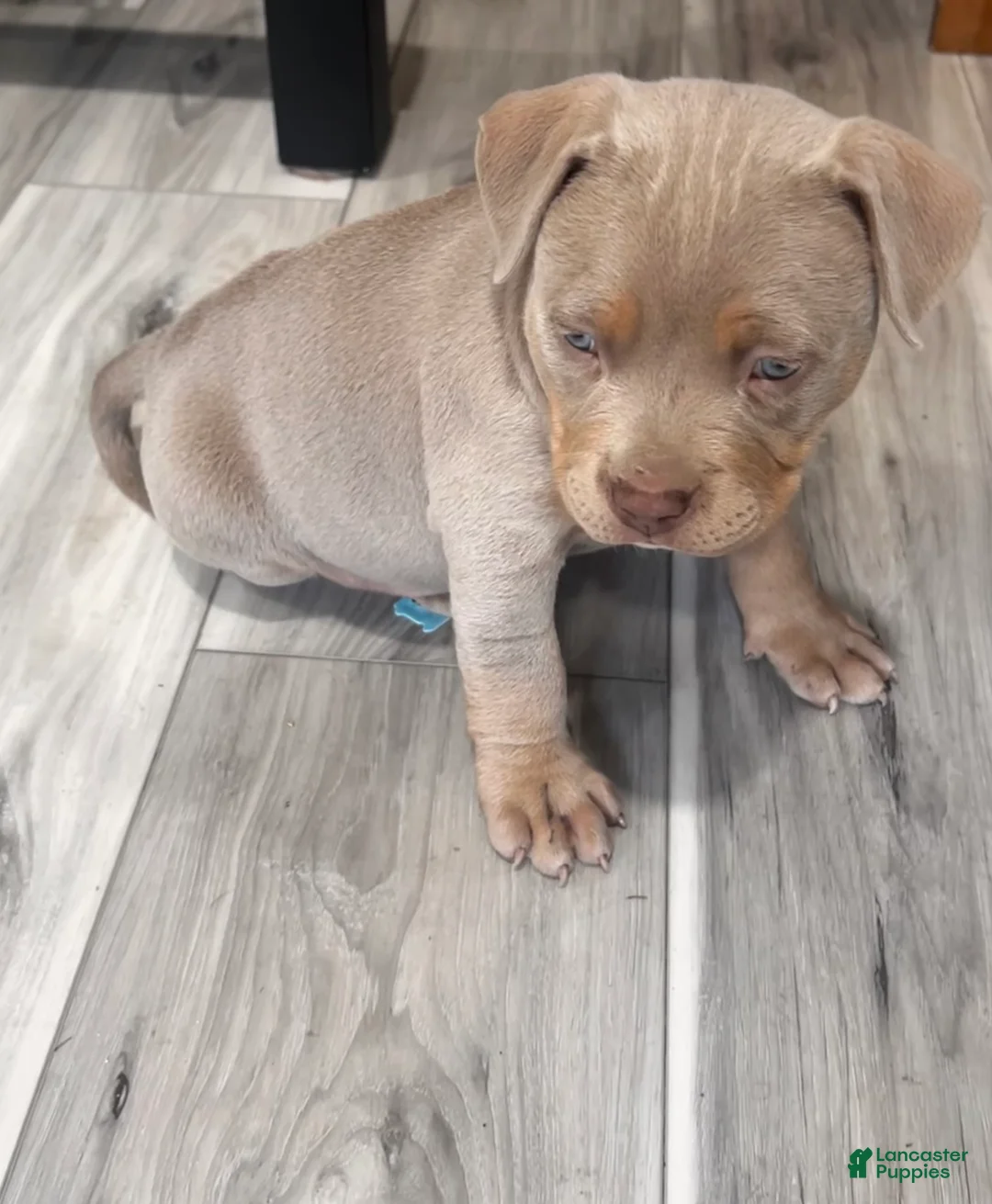 American Bully dogs for sale: Leia - Ad 2