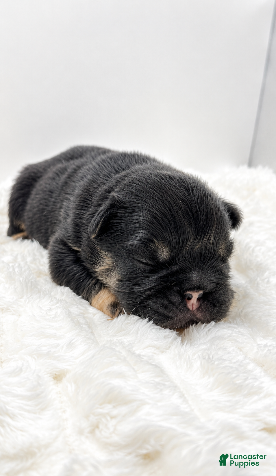 French Bulldog dogs T-Bone - Ad 26