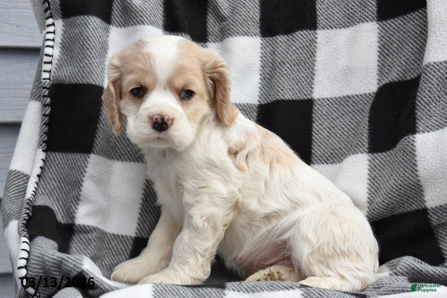 Cocker Spaniel dogs Tucker - Ad 2