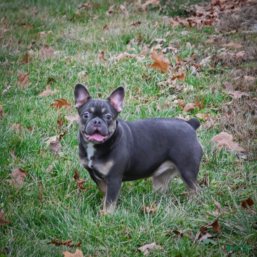 French Bulldog dogs for sale: Queen - Ad 7