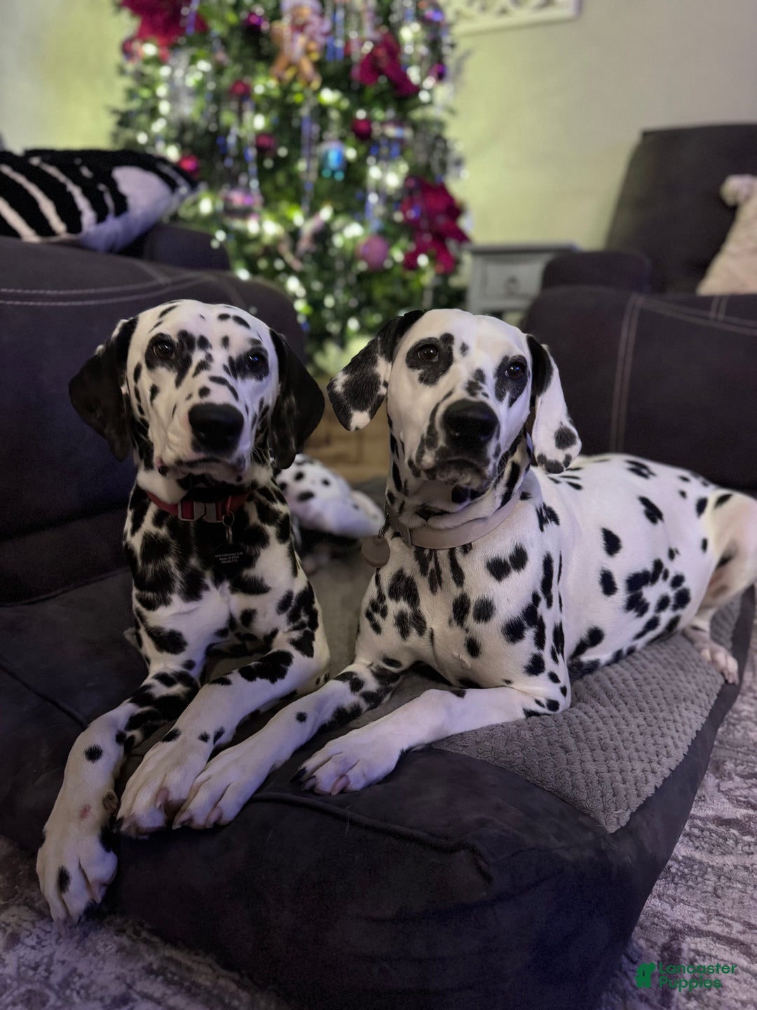 Dalmatian dogs for sale: Lila - Ad 7