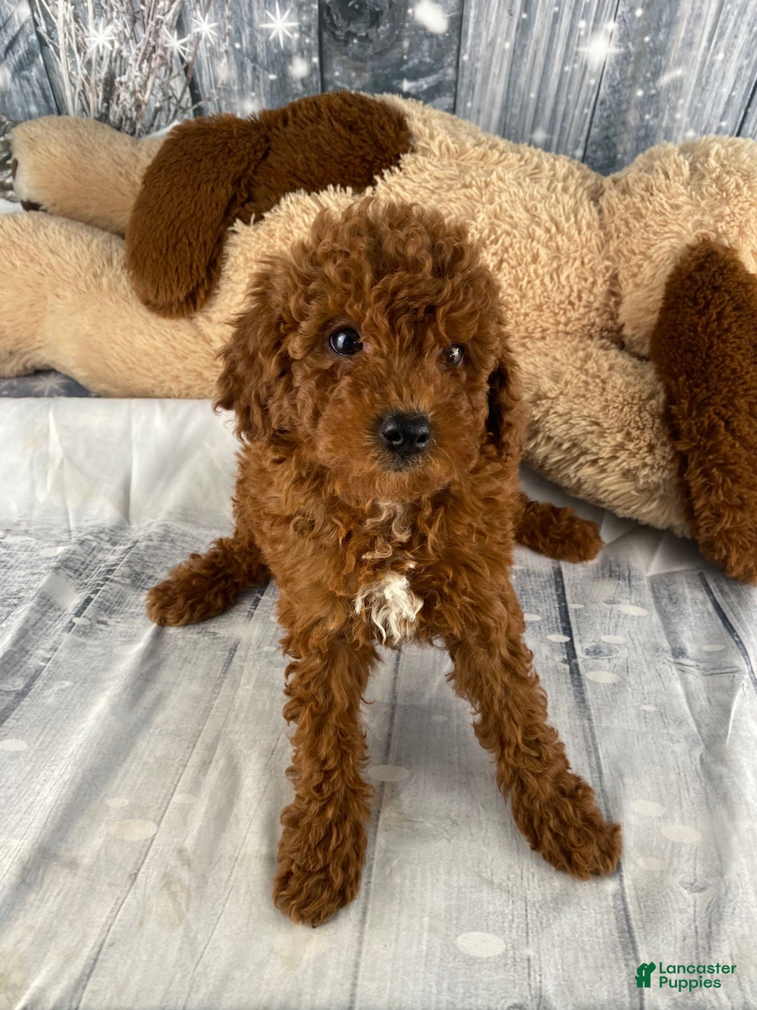 Miniature Poodle dogs for sale: Winnie - Ad 5