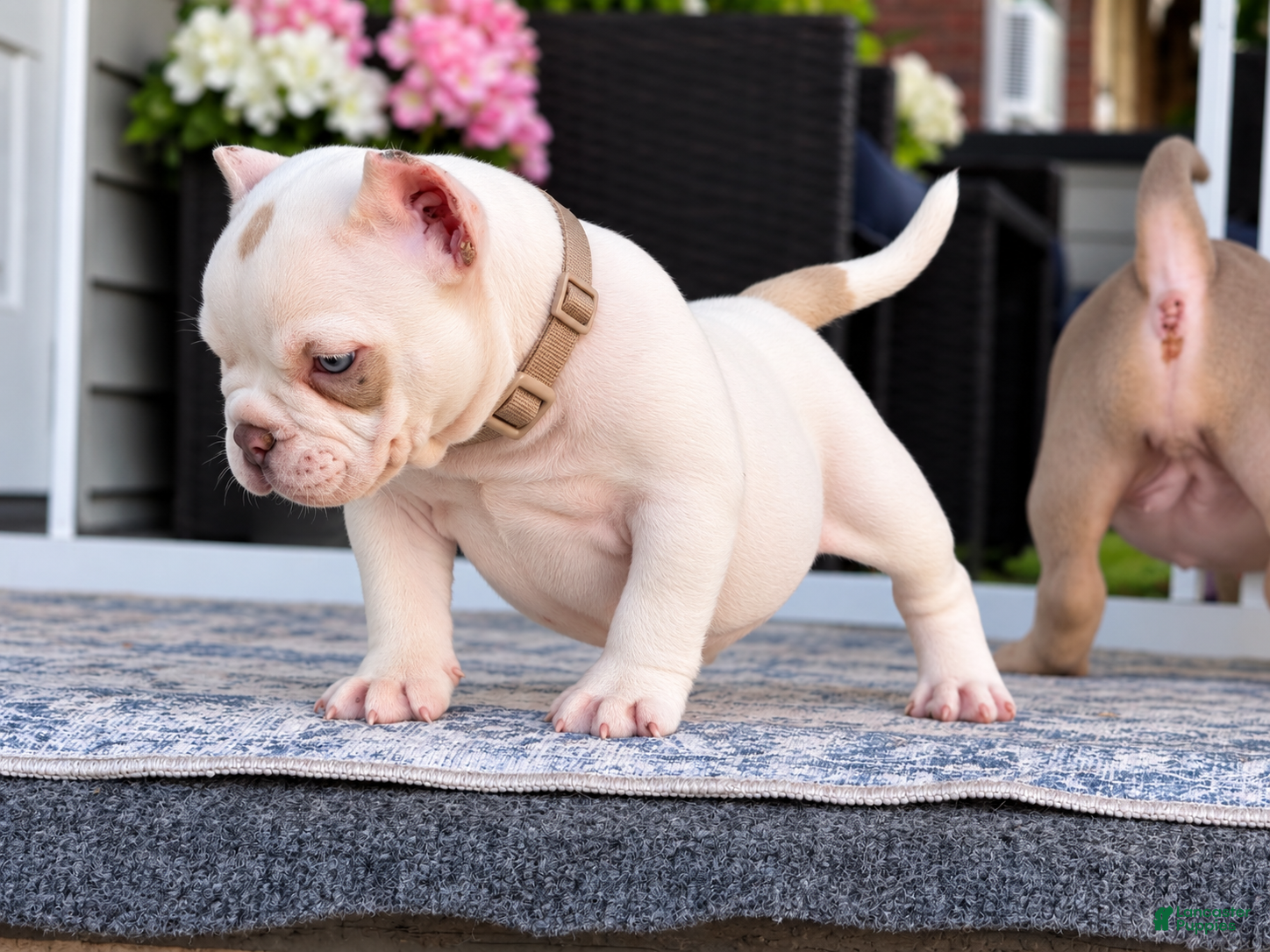 American Bully dogs American Bully 1 - Ad 2