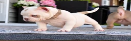 American Bully dogs for sale: American Bully 1 - Ad 2
