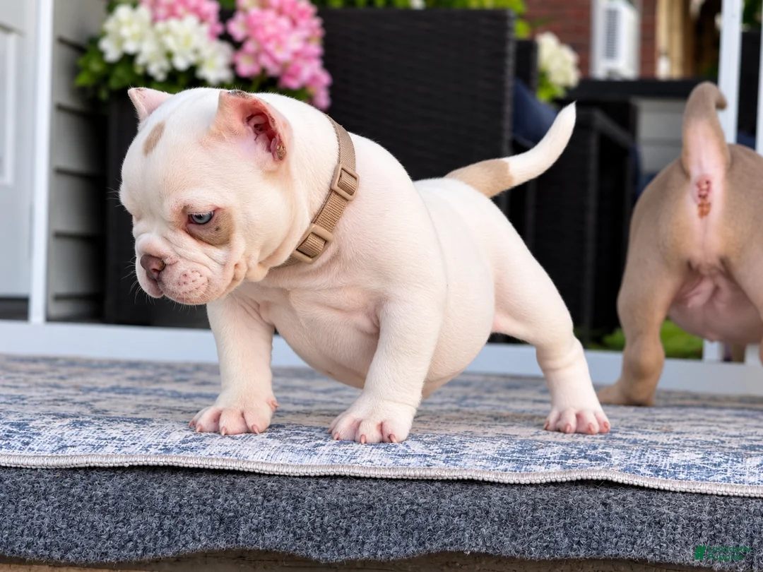 American Bully dogs for sale: American Bully 1 - Ad 2