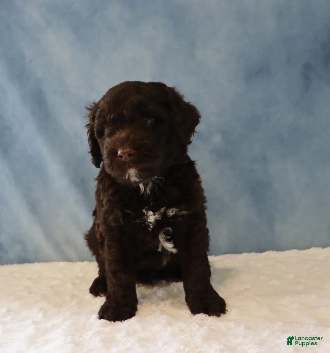 Portuguese Water Dog dogs for sale: Seth - Ad 4