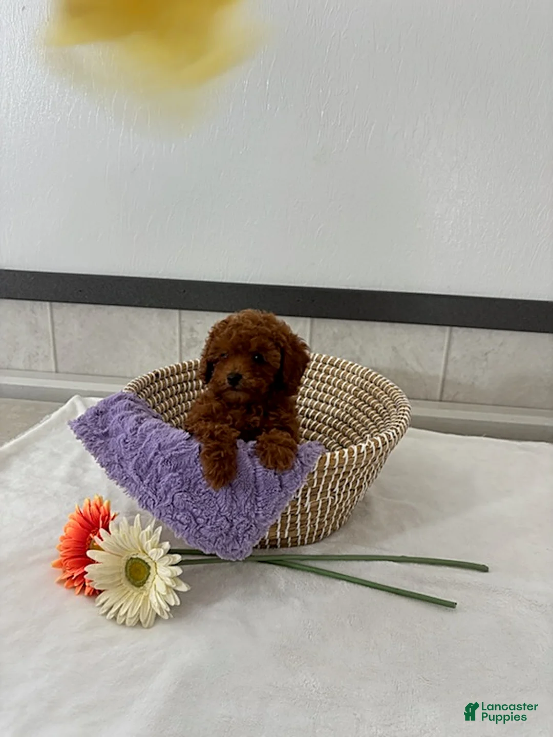Toy Poodle dogs for sale: Layla - Ad 5