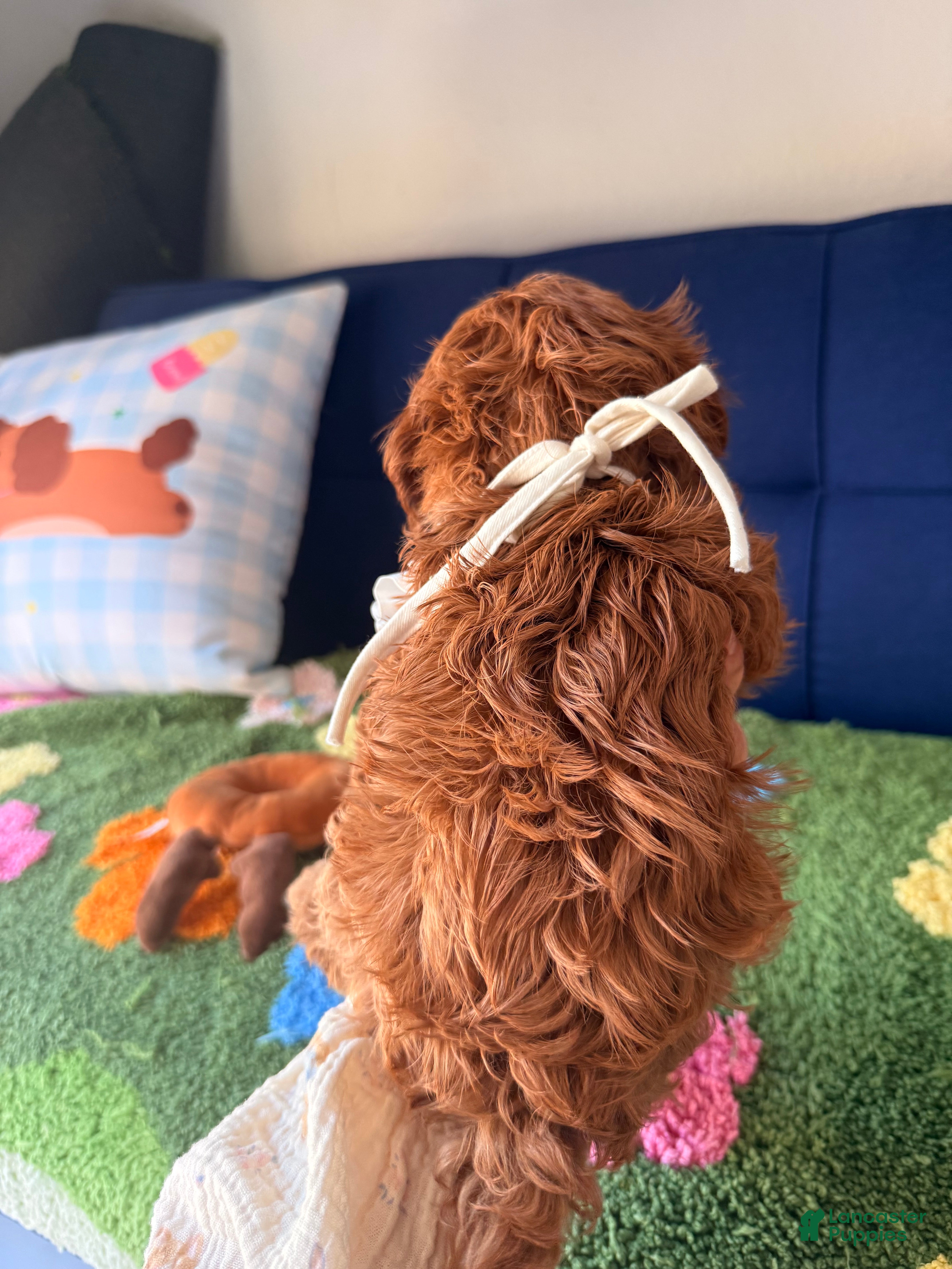 Cavapoo dogs Lucy - Ad 2