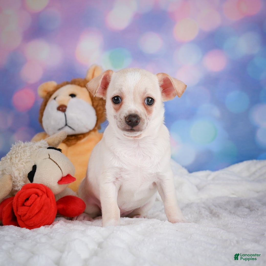 Chihuahua dogs Conner - Ad 2