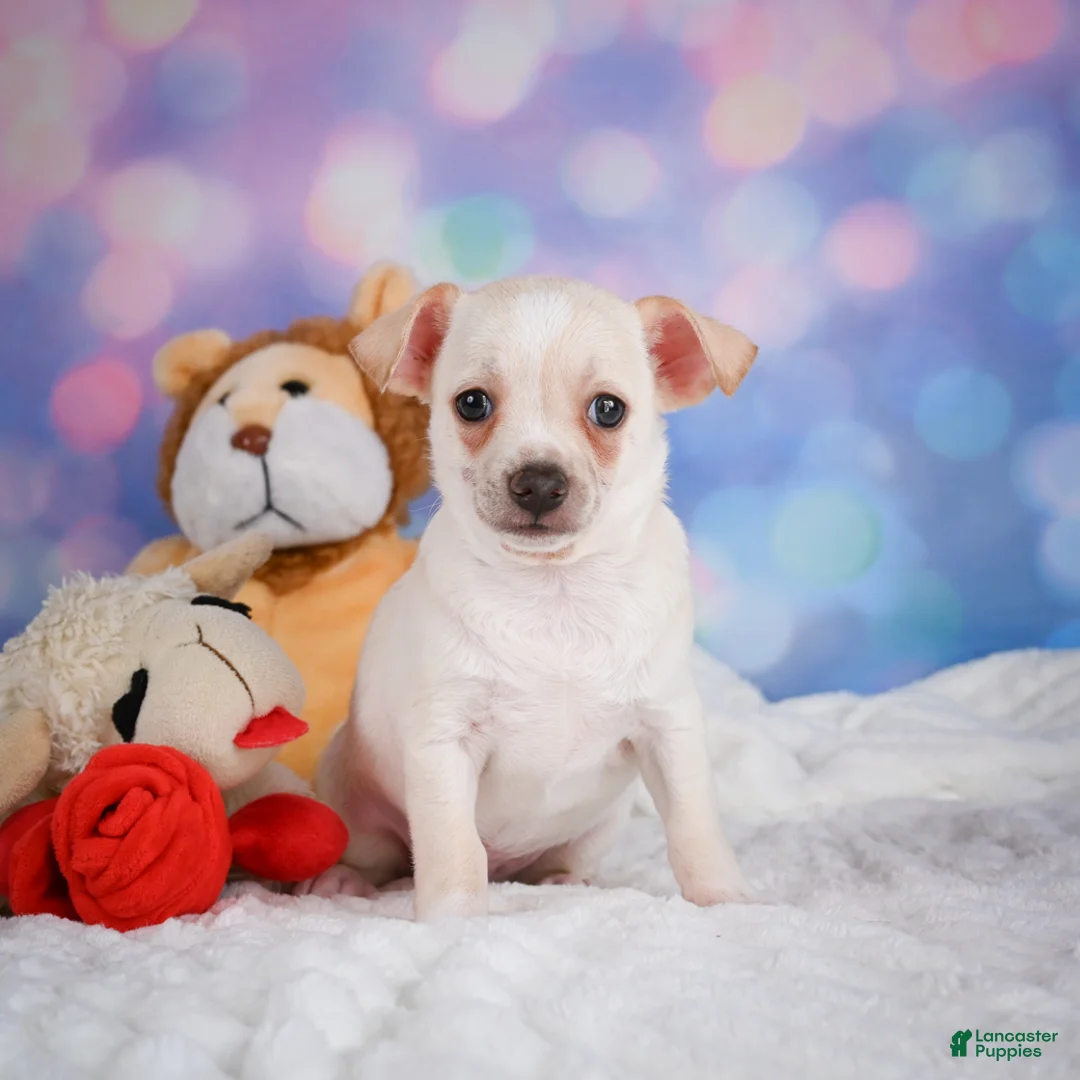 Chihuahua dogs for sale: Conner - Ad 2