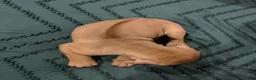 Rhodesian Ridgeback dogs for sale: Jahzara - Ad 2