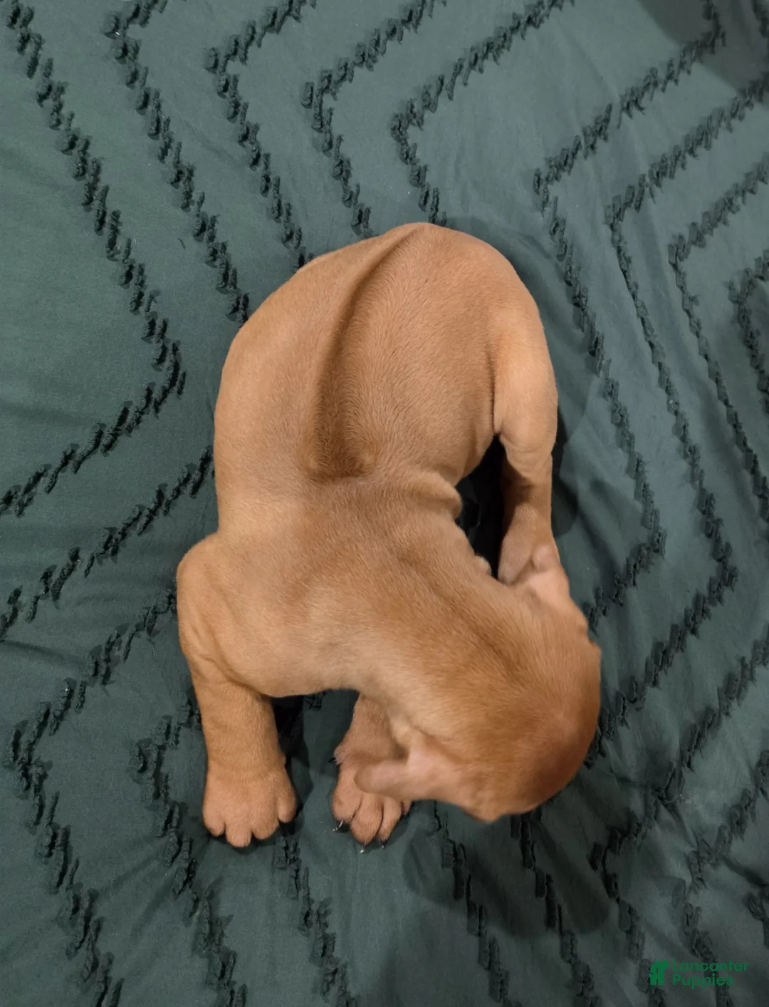 Rhodesian Ridgeback dogs for sale: Jahzara - Ad 2