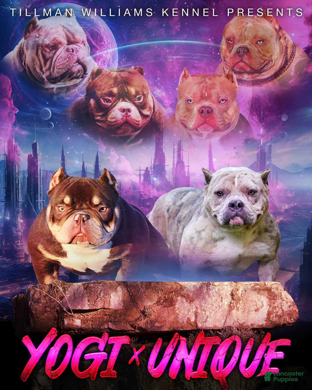 American Bully dogs for sale: Chocolate Brindle Male - Ad 10