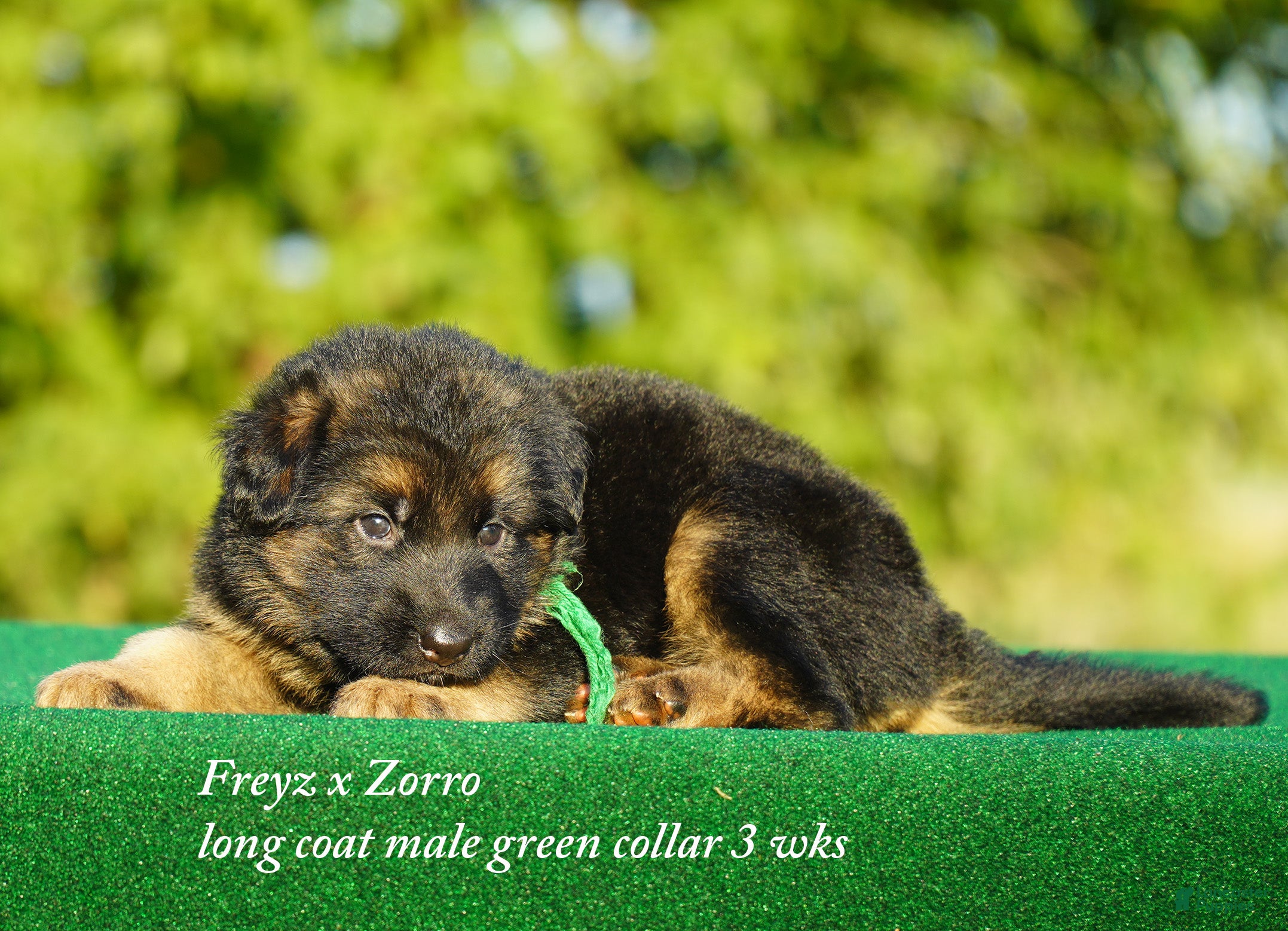 German Shepherd dogs German Shepherd orange collar male - Ad 11