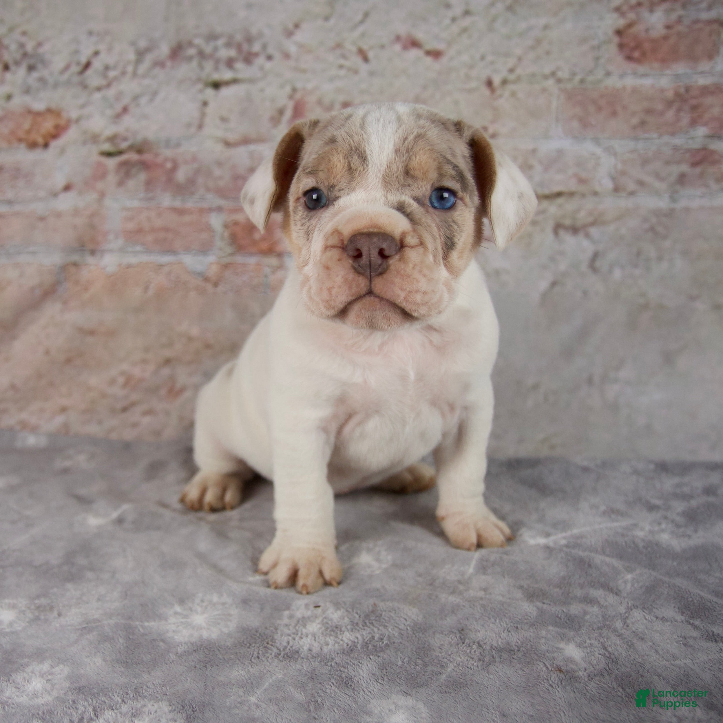 Beabull dogs Tulip - Ad 1