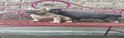 French Bulldog dogs for sale: French Bulldog 5 - Ad 1