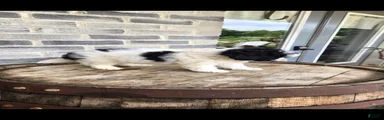 Mini Bernedoodle 4