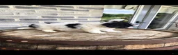 Mini Bernedoodle dogs for sale: Mini Bernedoodle 4 - Ad 1