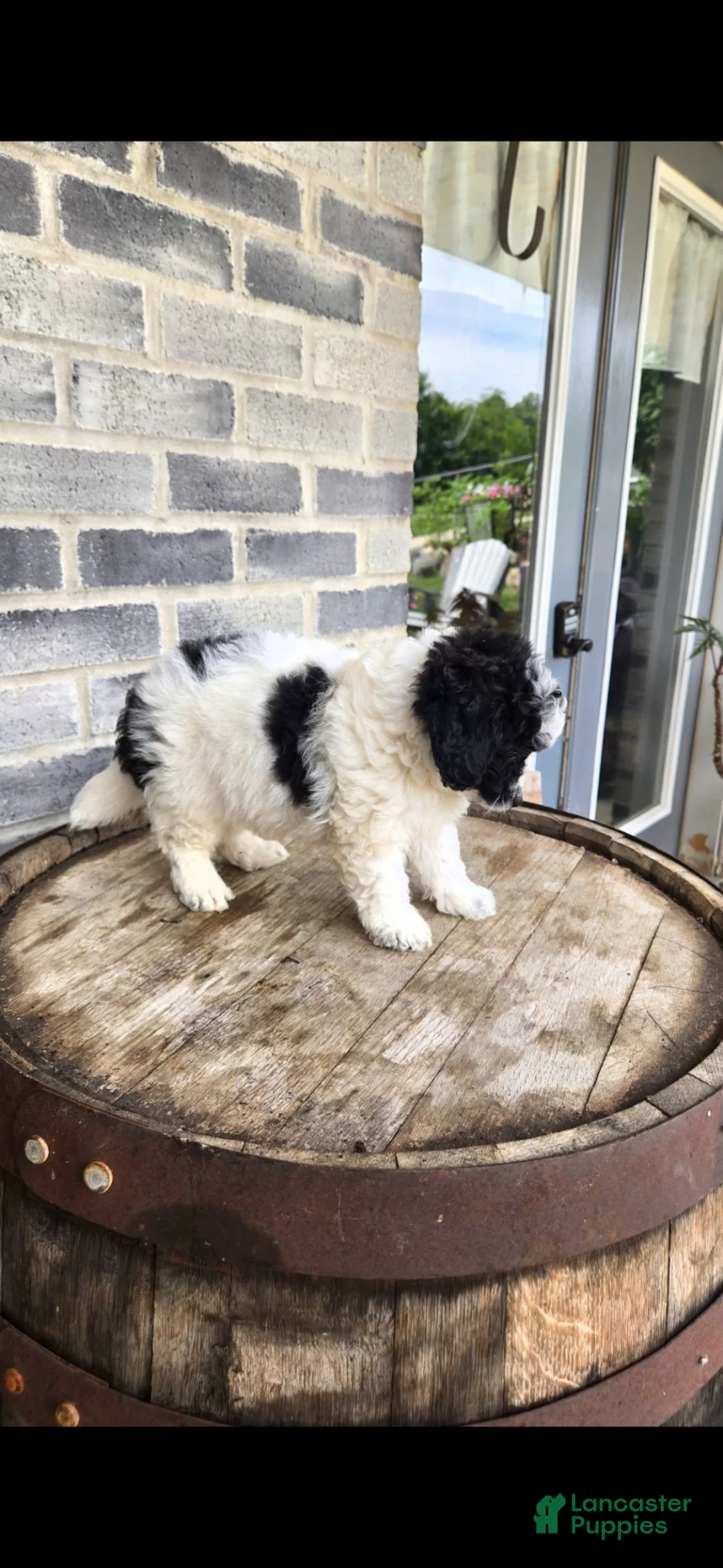 Mini Bernedoodle dogs for sale: Mini Bernedoodle 4 - Ad 1